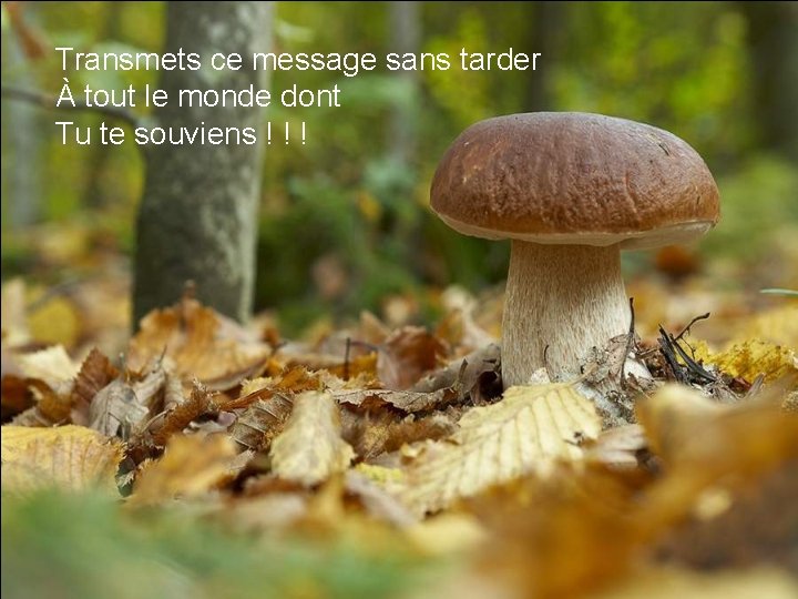 Transmets ce message sans tarder À tout le monde dont Tu te souviens !