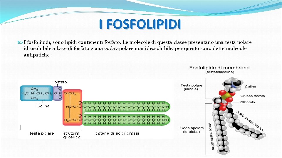 I FOSFOLIPIDI I fosfolipidi, sono lipidi contenenti fosfato. Le molecole di questa classe presentano