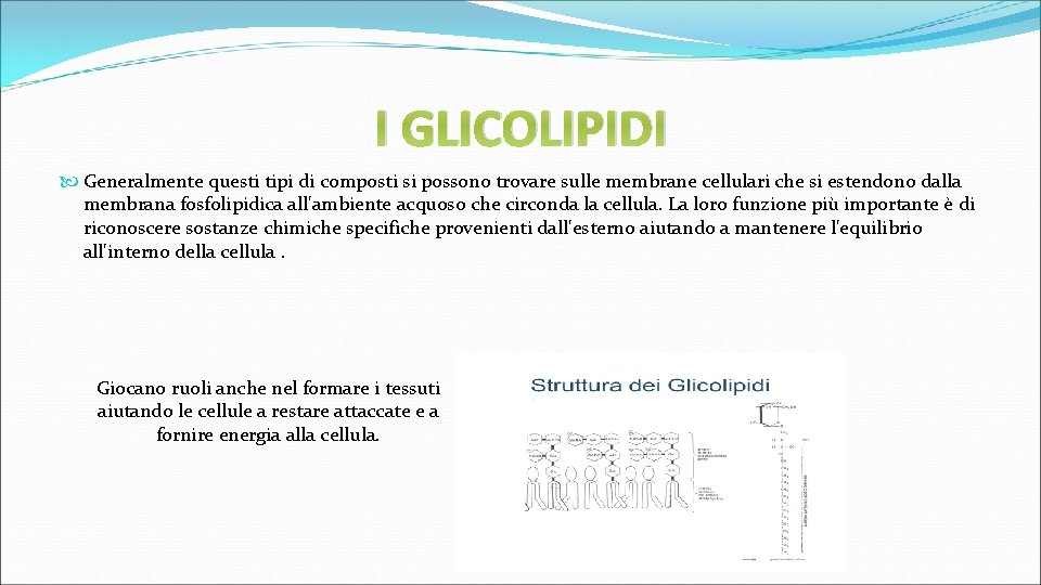 I GLICOLIPIDI Generalmente questi tipi di composti si possono trovare sulle membrane cellulari che