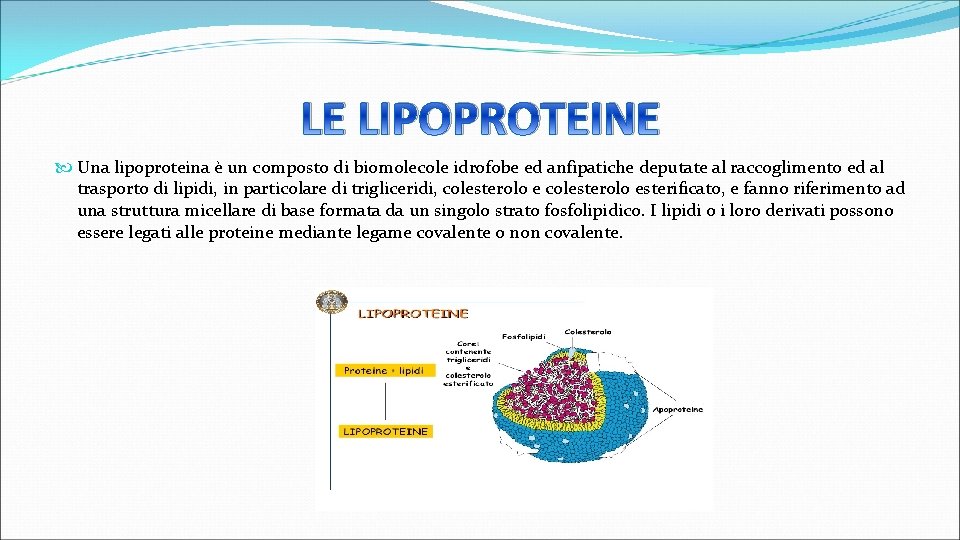 LE LIPOPROTEINE Una lipoproteina è un composto di biomolecole idrofobe ed anfipatiche deputate al
