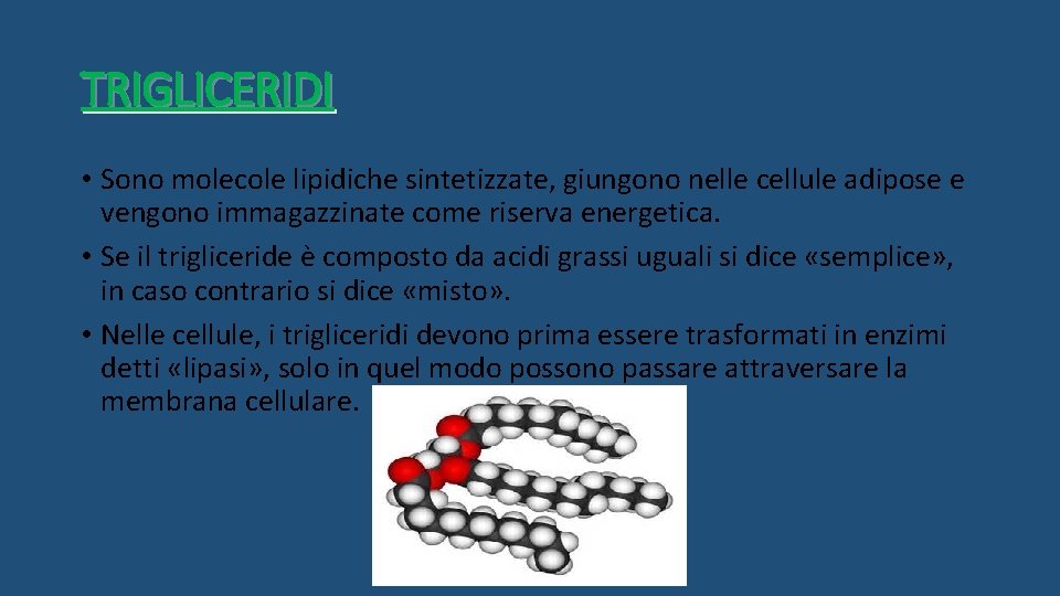 TRIGLICERIDI • Sono molecole lipidiche sintetizzate, giungono nelle cellule adipose e vengono immagazzinate come
