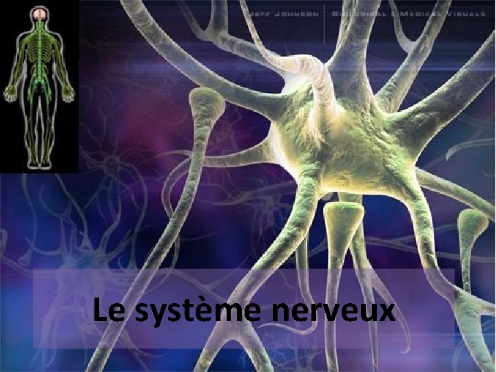 Le système nerveux 