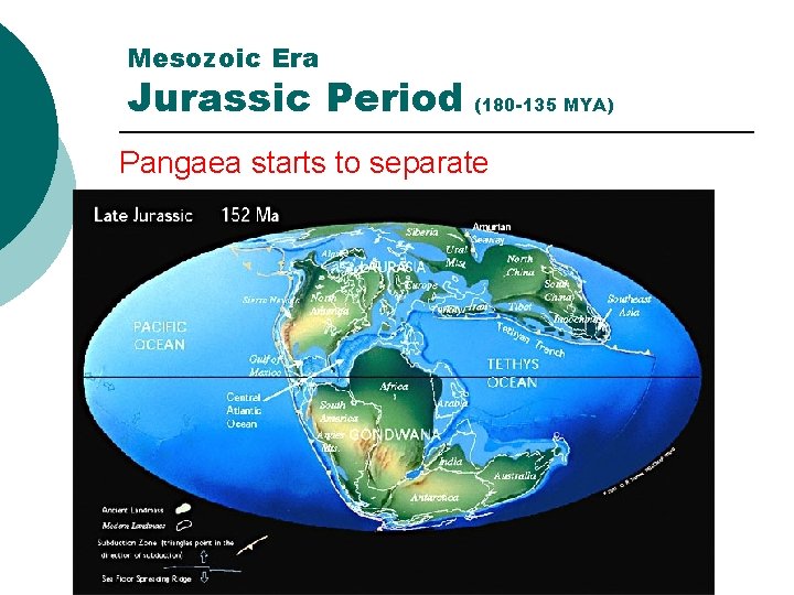 Mesozoic Era Jurassic Period (180 -135 MYA) Pangaea starts to separate 