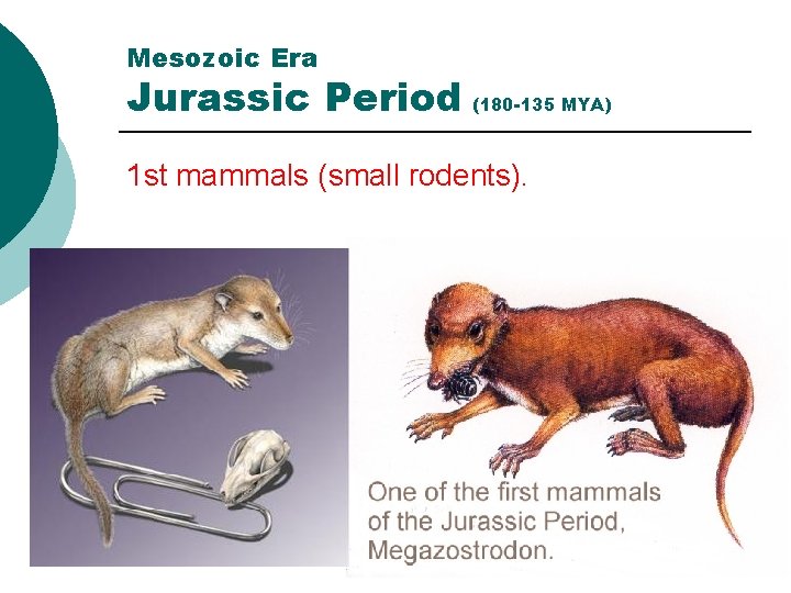 Mesozoic Era Jurassic Period (180 -135 MYA) 1 st mammals (small rodents). 