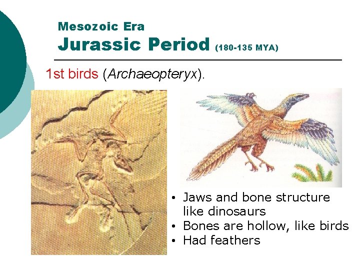 Mesozoic Era Jurassic Period (180 -135 MYA) 1 st birds (Archaeopteryx). • Jaws and