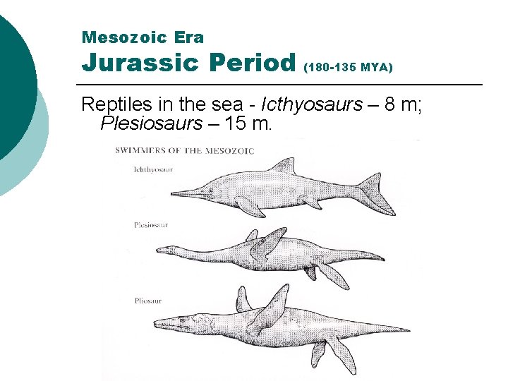 Mesozoic Era Jurassic Period (180 -135 MYA) Reptiles in the sea - Icthyosaurs –