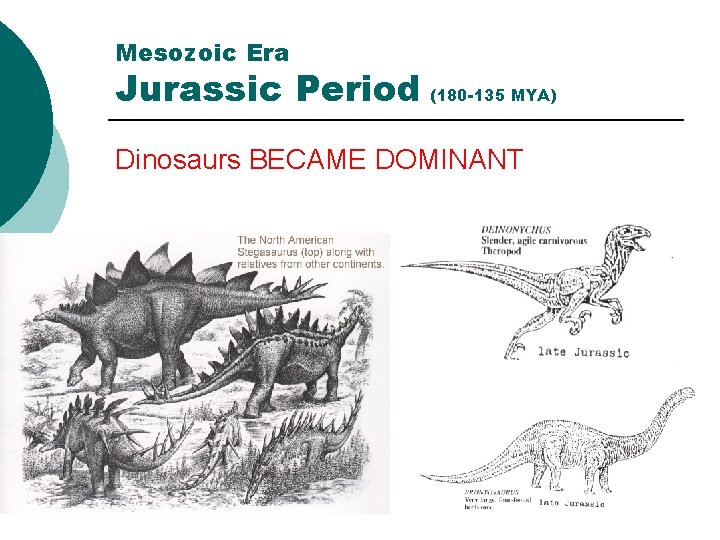 Mesozoic Era Jurassic Period (180 -135 MYA) Dinosaurs BECAME DOMINANT 