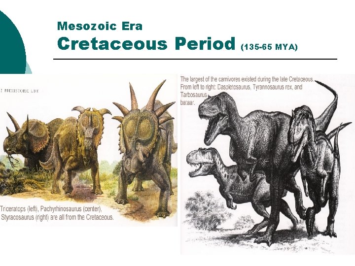 Mesozoic Era Cretaceous Period (135 -65 MYA) 