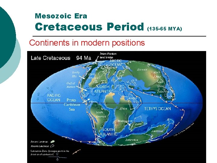 Mesozoic Era Cretaceous Period (135 -65 MYA) Continents in modern positions 