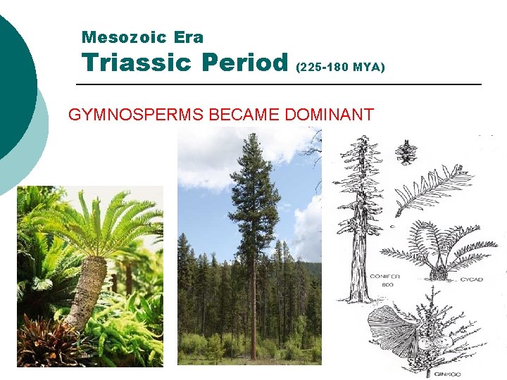 Mesozoic Era Triassic Period (225 -180 MYA) GYMNOSPERMS BECAME DOMINANT 