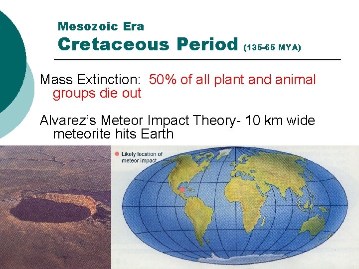 Mesozoic Era Cretaceous Period (135 -65 MYA) Mass Extinction: 50% of all plant and