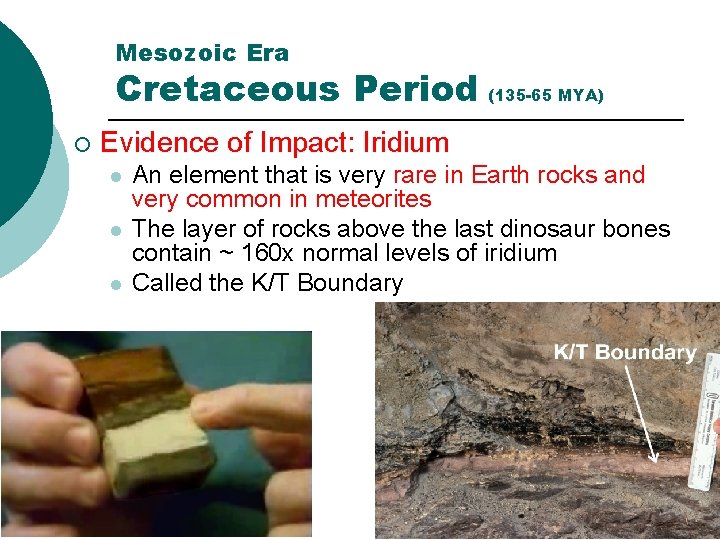 Mesozoic Era Cretaceous Period (135 -65 MYA) ¡ Evidence of Impact: Iridium l l
