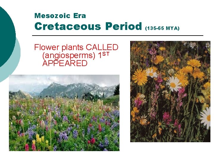 Mesozoic Era Cretaceous Period (135 -65 MYA) Flower plants CALLED (angiosperms) 1 ST APPEARED