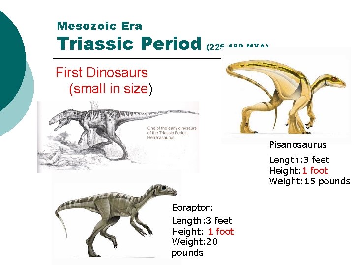 Mesozoic Era Triassic Period (225 -180 MYA) First Dinosaurs (small in size) Pisanosaurus Length: