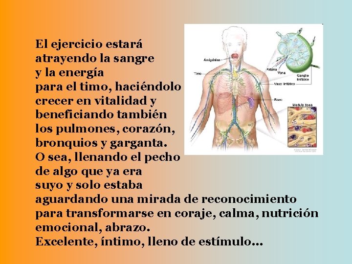 El ejercicio estará atrayendo la sangre y la energía para el timo, haciéndolo crecer