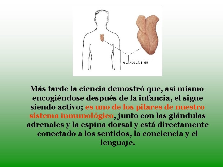 Más tarde la ciencia demostró que, así mismo encogiéndose después de la infancia, el