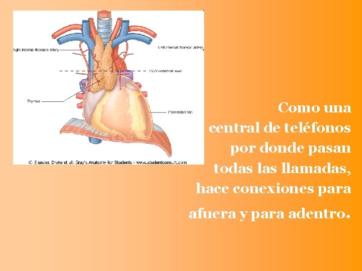 Como una central de teléfonos por donde pasan todas llamadas, hace conexiones para afuera