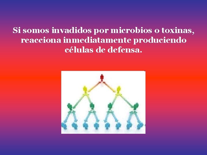 Si somos invadidos por microbios o toxinas, reacciona inmediatamente produciendo células de defensa. 