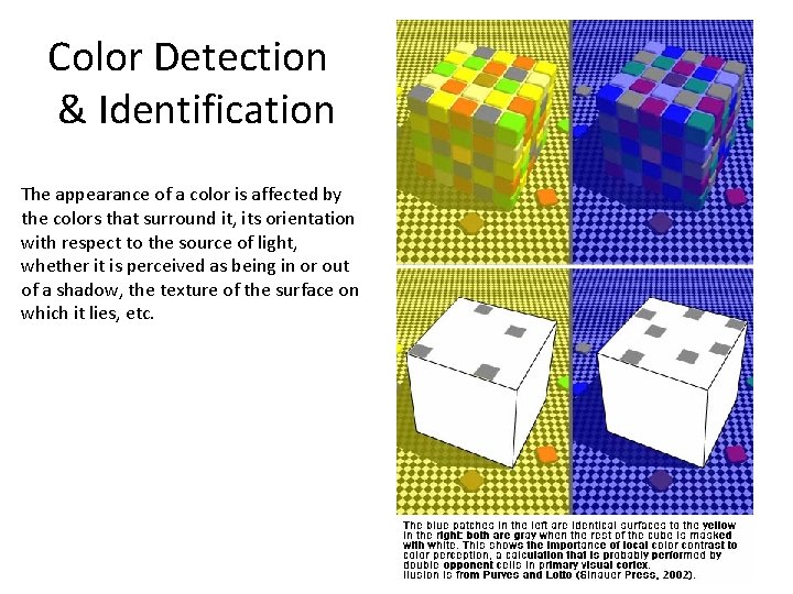 Color Detection & Identification The appearance of a color is affected by the colors Color Detection & Identification The appearance of a color is affected by the colors