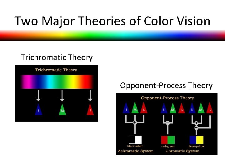 Two Major Theories of Color Vision Trichromatic Theory Opponent-Process Theory Two Major Theories of Color Vision Trichromatic Theory Opponent-Process Theory