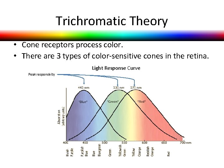 Trichromatic Theory • Cone receptors process color. • There are 3 types of color-sensitive Trichromatic Theory • Cone receptors process color. • There are 3 types of color-sensitive