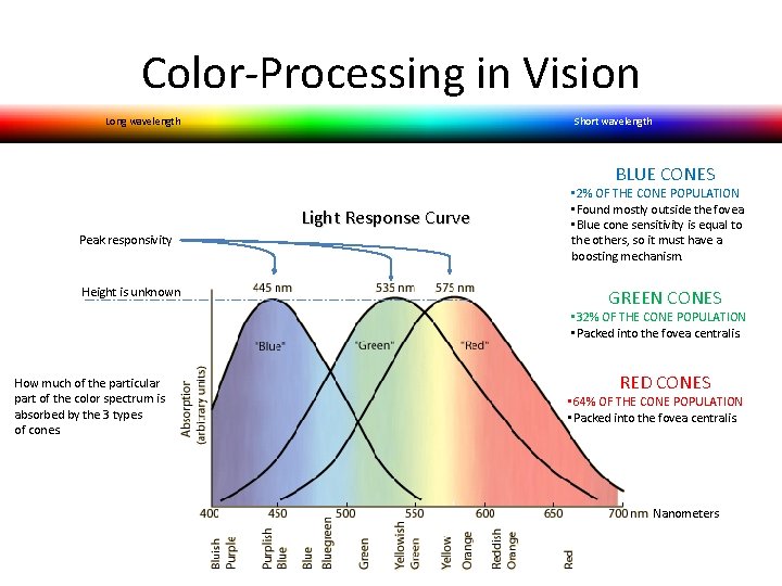 Color-Processing in Vision Long wavelength Short wavelength BLUE CONES Light Response Curve Peak responsivity Color-Processing in Vision Long wavelength Short wavelength BLUE CONES Light Response Curve Peak responsivity