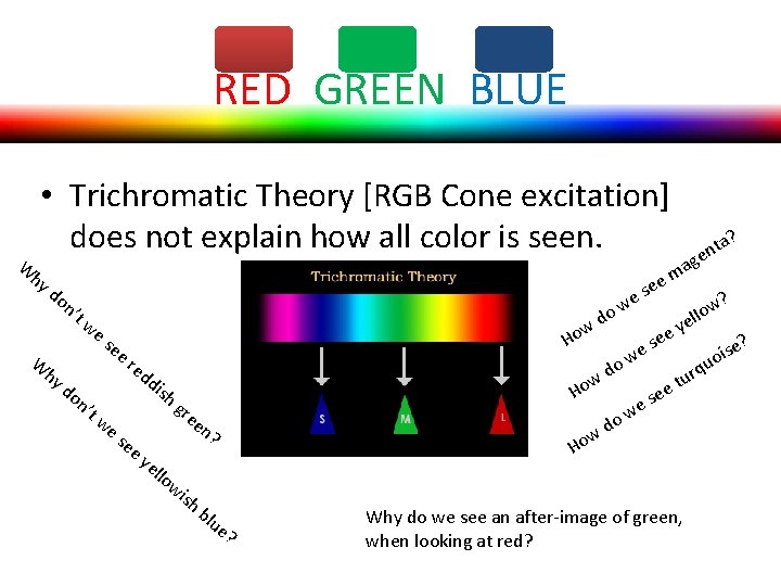 RED GREEN BLUE W • Trichromatic Theory [RGB Cone excitation] does not explain how