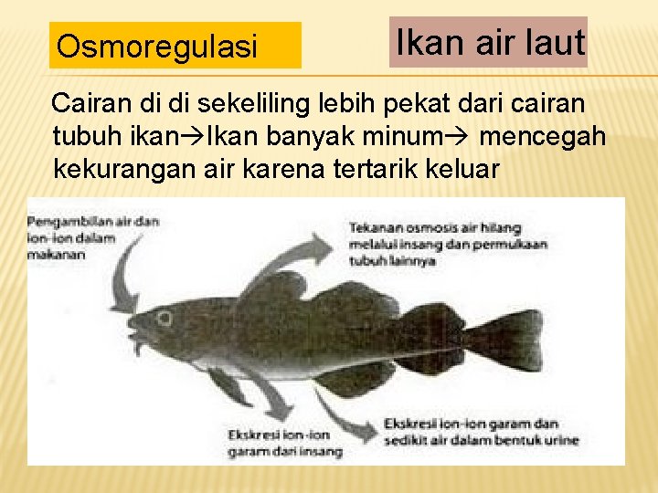 6600 Koleksi Bagaimana Proses Osmoregulasi Pada Ikan Air Tawar Dan Ikan Air Laut Terbaik