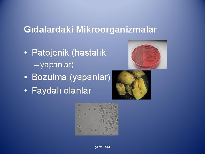 Gıdalardaki Mikroorganizmalar • Patojenik (hastalık – yapanlar) • Bozulma (yapanlar) • Faydalı olanlar Şeref