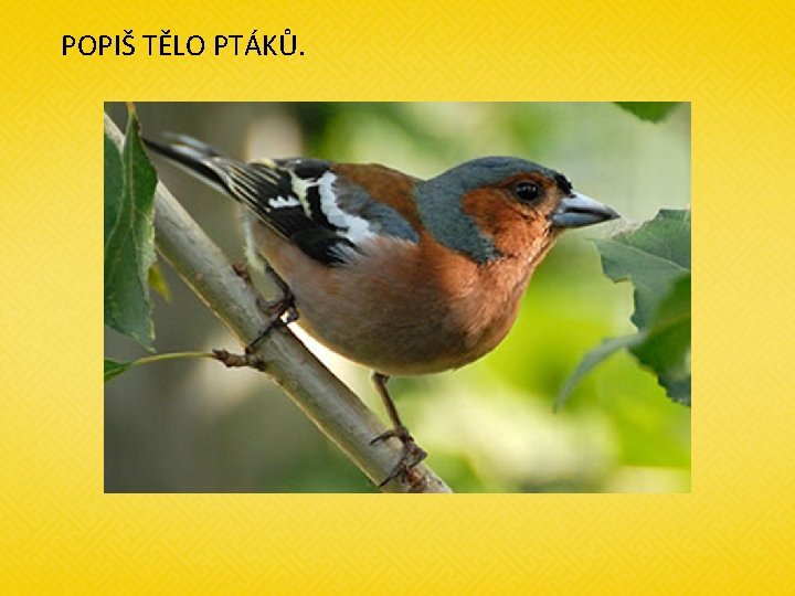 POPIŠ TĚLO PTÁKŮ. 