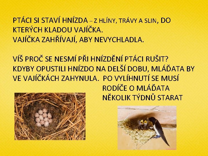 PTÁCI SI STAVÍ HNÍZDA – Z HLÍNY, TRÁVY A SLIN, DO KTERÝCH KLADOU VAJÍČKA