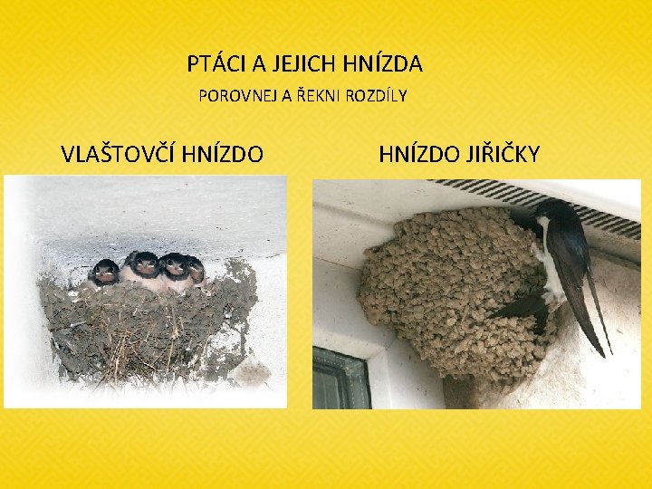 PTÁCI A JEJICH HNÍZDA POROVNEJ A ŘEKNI ROZDÍLY VLAŠTOVČÍ HNÍZDO JIŘIČKY 