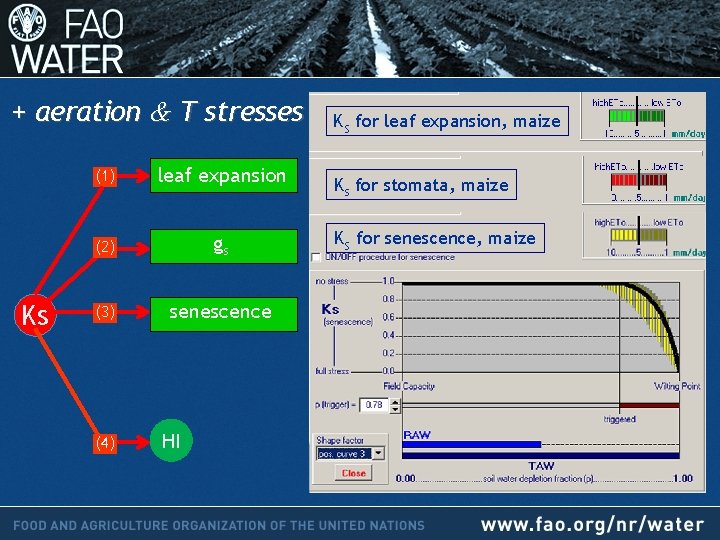 + aeration & T stresses Ks (1) leaf expansion (2) gs (3) senescence (4)