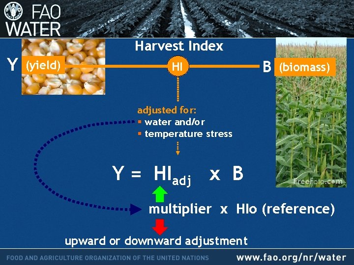 Harvest Index Y (yield) HI B (biomass) adjusted for: § water and/or § temperature