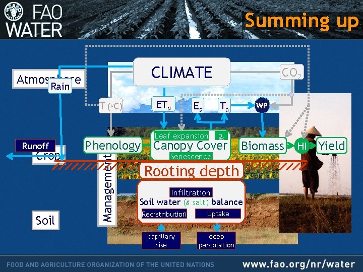 Summing up CLIMATE Atmosphere Rain ETo T (o. C) Crop Soil Phenology Management Runoff