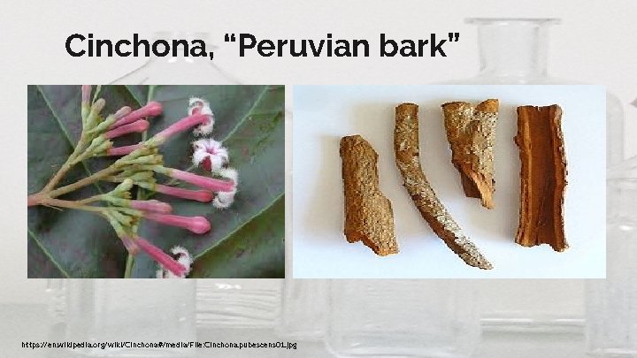 Cinchona, “Peruvian bark” https: //en. wikipedia. org/wiki/Cinchona#/media/File: Cinchona. pubescens 01. jpg 