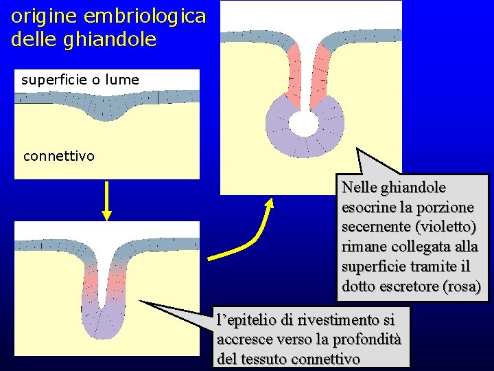 origine embriologica delle ghiandole superficie o lume connettivo Nelle ghiandole esocrine la porzione secernente