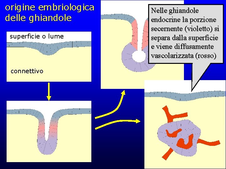 origine embriologica delle ghiandole superficie o lume connettivo Nelle ghiandole endocrine la porzione secernente