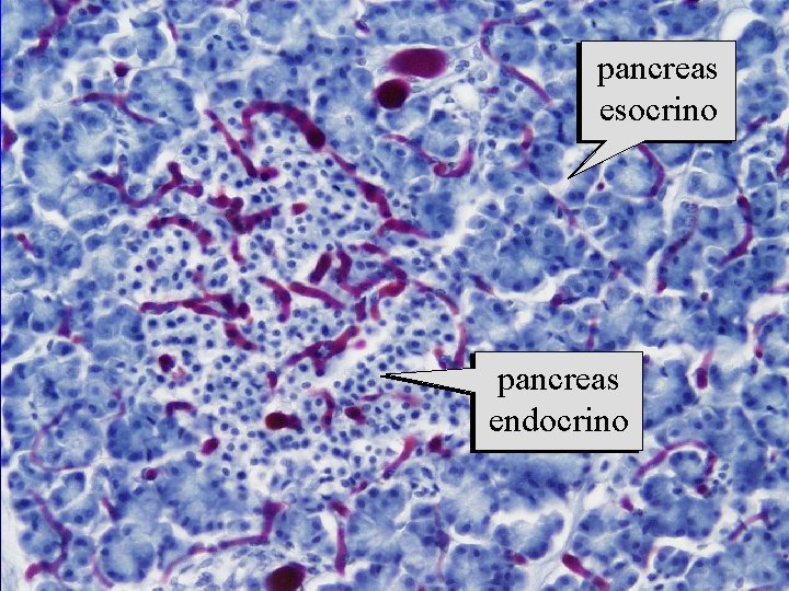 pancreas esocrino pancreas endocrino 