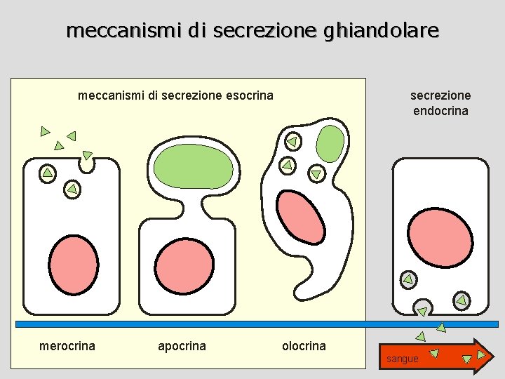 meccanismi di secrezione ghiandolare meccanismi di secrezione esocrina merocrina apocrina secrezione endocrina olocrina sangue