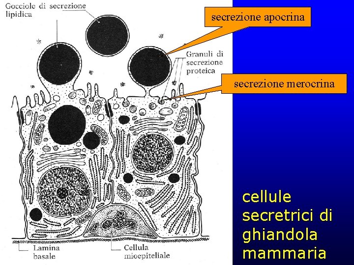 secrezione apocrina secrezione merocrina cellule secretrici di ghiandola mammaria 