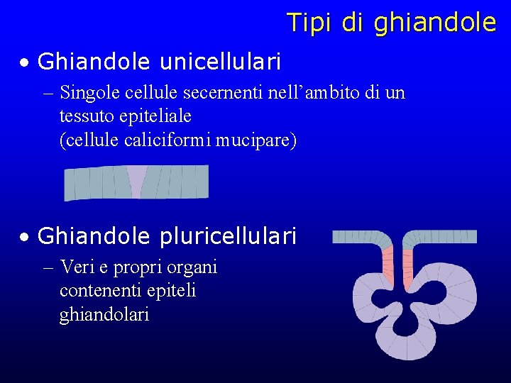 Tipi di ghiandole • Ghiandole unicellulari – Singole cellule secernenti nell’ambito di un tessuto