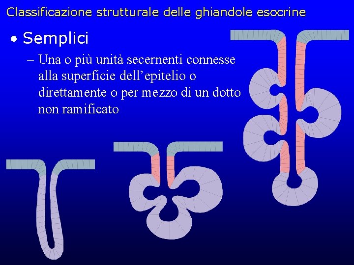Classificazione strutturale delle ghiandole esocrine • Semplici – Una o più unità secernenti connesse
