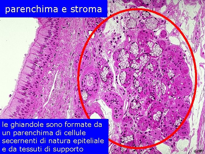 parenchima e stroma le ghiandole sono formate da un parenchima di cellule secernenti di