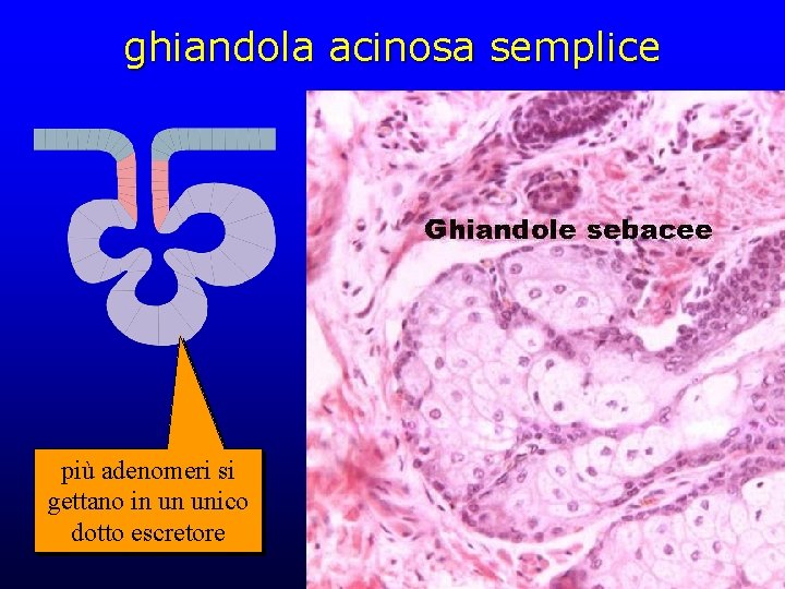 ghiandola acinosa semplice più adenomeri si gettano in un unico dotto escretore 