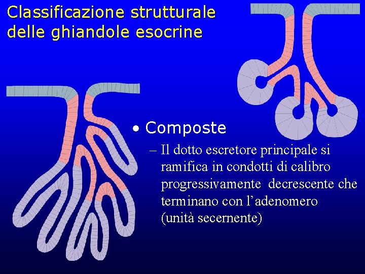 Classificazione strutturale delle ghiandole esocrine • Composte – Il dotto escretore principale si ramifica