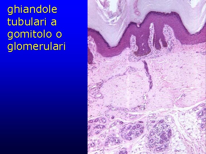 ghiandole tubulari a gomitolo o glomerulari 