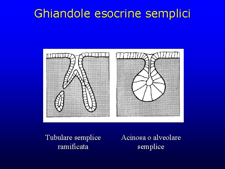 Ghiandole esocrine semplici Tubulare semplice ramificata Acinosa o alveolare semplice 