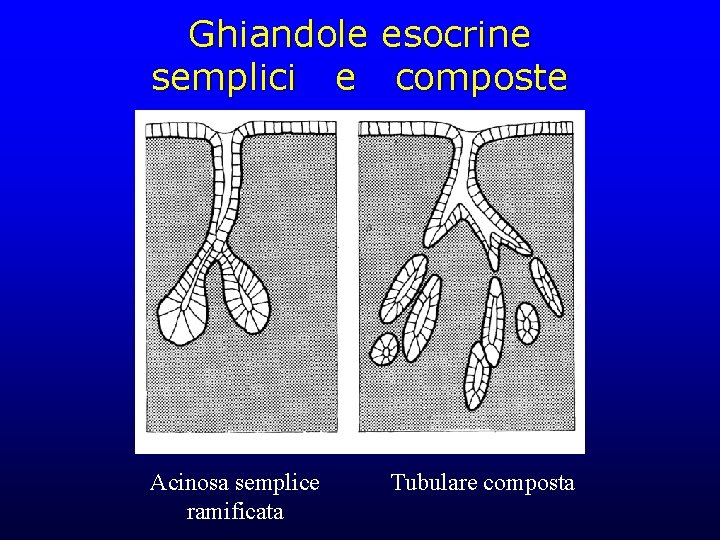 Ghiandole esocrine semplici e composte Acinosa semplice ramificata Tubulare composta 