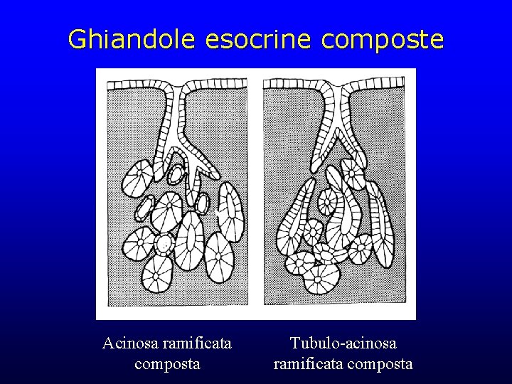 Ghiandole esocrine composte Acinosa ramificata composta Tubulo-acinosa ramificata composta 